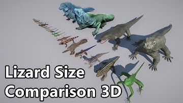 Lizard size comparison 3D