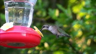 Ruby-Throated Hummingbird - Slowmotion HQ HD