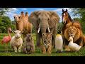 Animal Sounds For Toddlers🦒🐧🐱 Cute Animal Sound Learn Wild and Farm Animals