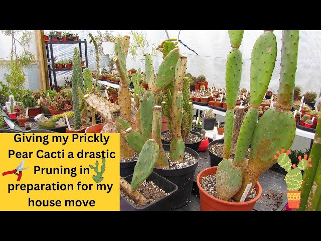 Giving my Prickly Pear Cacti a DRASTIC Pruning in preparation for my House  Move #cacti #cactus - YouTube