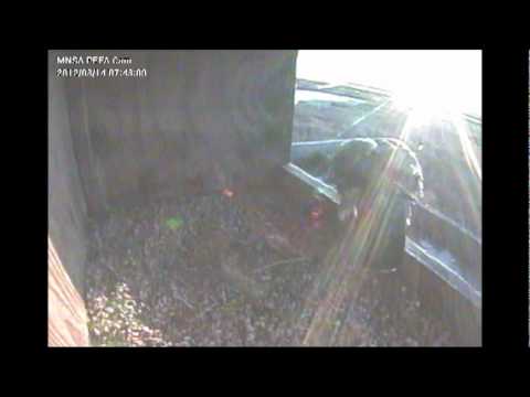 peregrine falcon dive MNSA Peregrine-Cam: Activity 3/11-14/12