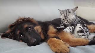Cat vs German Shepherd Puppy [Cuteness Overload]