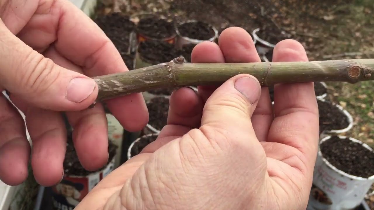 Rooting fig cuttings the easy way