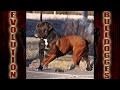 Olde English Bulldogges Produced by Evolution Bulldogges