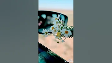 صور ورود خلفيات ورد ورود 