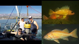 Benthic Observation Survey System 2019