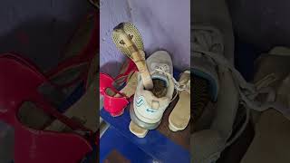 Download Lagu 🐍Cobra Sanke Hiding Inside A Shoe 👟#snake #danger #awareness #training MP3