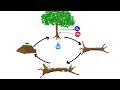 Cycles in Biology: Exploring Nutrient and Energy Flow in Ecosystems