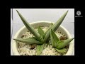 My Sansevieria Collection