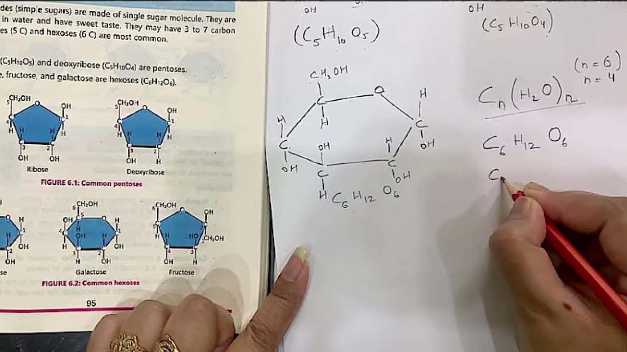 Class 9th | Biology | Chapter 6 | All Lectures | New course 2025 | Maam Saddaf.