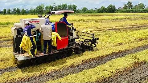 MÁY CẮT YAMAR 82 GẶP LÚA SẬP NHƯ TRẢI THẢM SAU MÙA MƯA KÉO DÀI ⛈⛈⛈⛈🌧🌧🌧☔.
