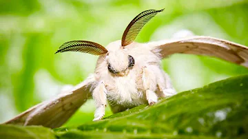 Poodle Moth 🦋 A Unique Animal You Have Never Seen!