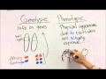 Genes and Traits: Unraveling Genotype and Phenotype Relationships