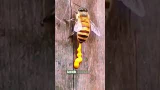 Parasitic Infection in Bees - The Hidden Side of Nature #shorts #nature #science