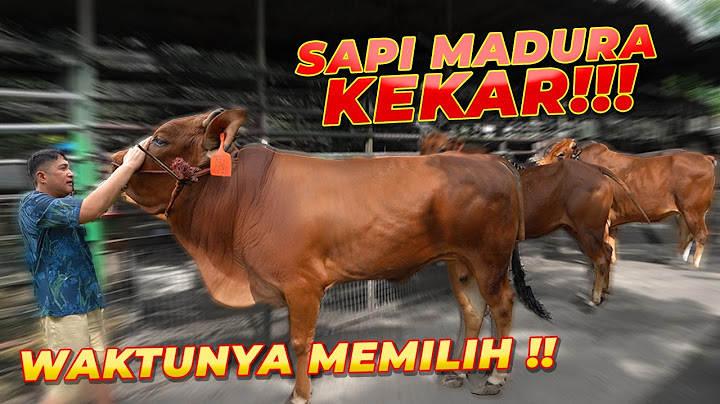 JANJI TAHUN LALU.. GW BAKAL PILIH DIANTARA 3 SAPI MADURA GAGAH INI !!