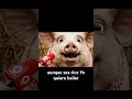 El drama del crédito #cerdo #pig #completo #hotdog #humor #comedia #chistes