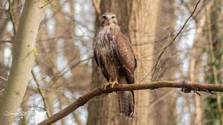 Buizerd Op Jacht En Vangt Muis