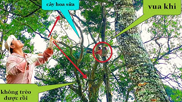 VUA KHỈ cắt nhánh cây sao và cây Hoa sữa tại núi cô tô an giang