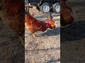 Всех накормим 🌾Гости на пороге каждое утро ☺️🐓🐓 Вкусняшки для всех !