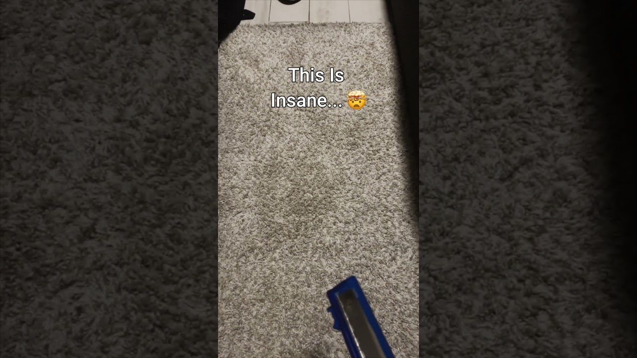 Silver Fish In Carpet... 🤢 