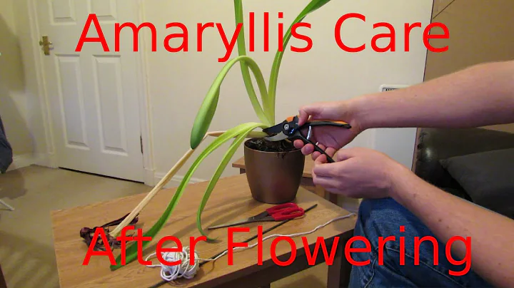 Amaryllis Care, After Flowering - DayDayNews