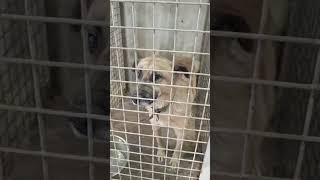 23.10.25 🆘 ОТЛОВ ГОРОДА АЛМАТЫ. КАЗАХСТАН 🆘