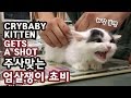 주사 맞는 아기고양이 쵸비 엄살왕 CRYBABY KITTEN GETS A SHOT