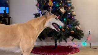 Simon our greyhound loves his Christmas present.