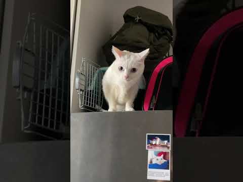【豆漿&俊榮短片】 大地震時 貓咪姊弟的反應