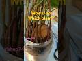 Look how much it has grown.##shorts #youtube