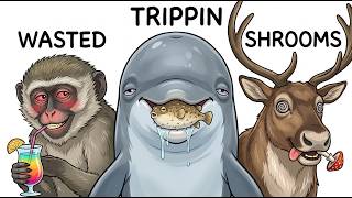 Every Animal That Loves Being HIGH, Explained