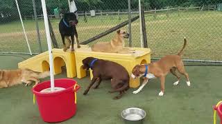 Playtime at Dogs On The Farm & Cats Too!