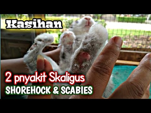 MENGOBATI KELINCI YANG TERKENA 2 PENYAKIT SEKALIGUS || SHOREHOCK DAN SCABIES