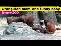 Moscow ZOO Orangutan mom and funny baby / Орангутан мама и веселый малыш