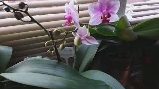 Орхидея фаленопсис Роттердам.Цветение,обзор.Небольшая хвасталка.