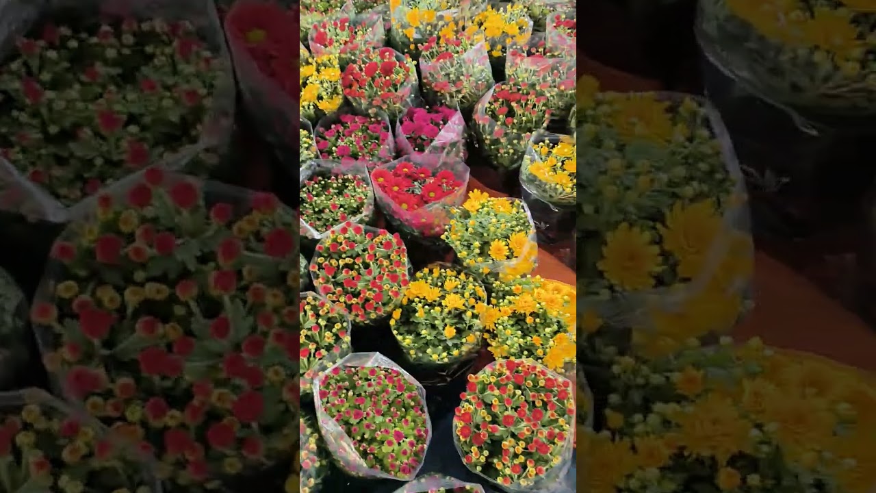 Chuyến xe hoa Tết 2026 phần 9 - cập nhật 18/12 Âm Lịch