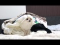 洗濯物の山に隠れるポメラニアン