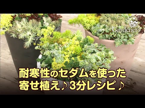 冬の寄せ植え3分レシピ 耐寒性のセダムを使った寄せ植え Youtube