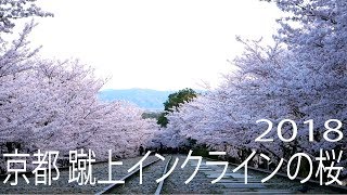 蹴上インクラインの桜【京都の桜名所】