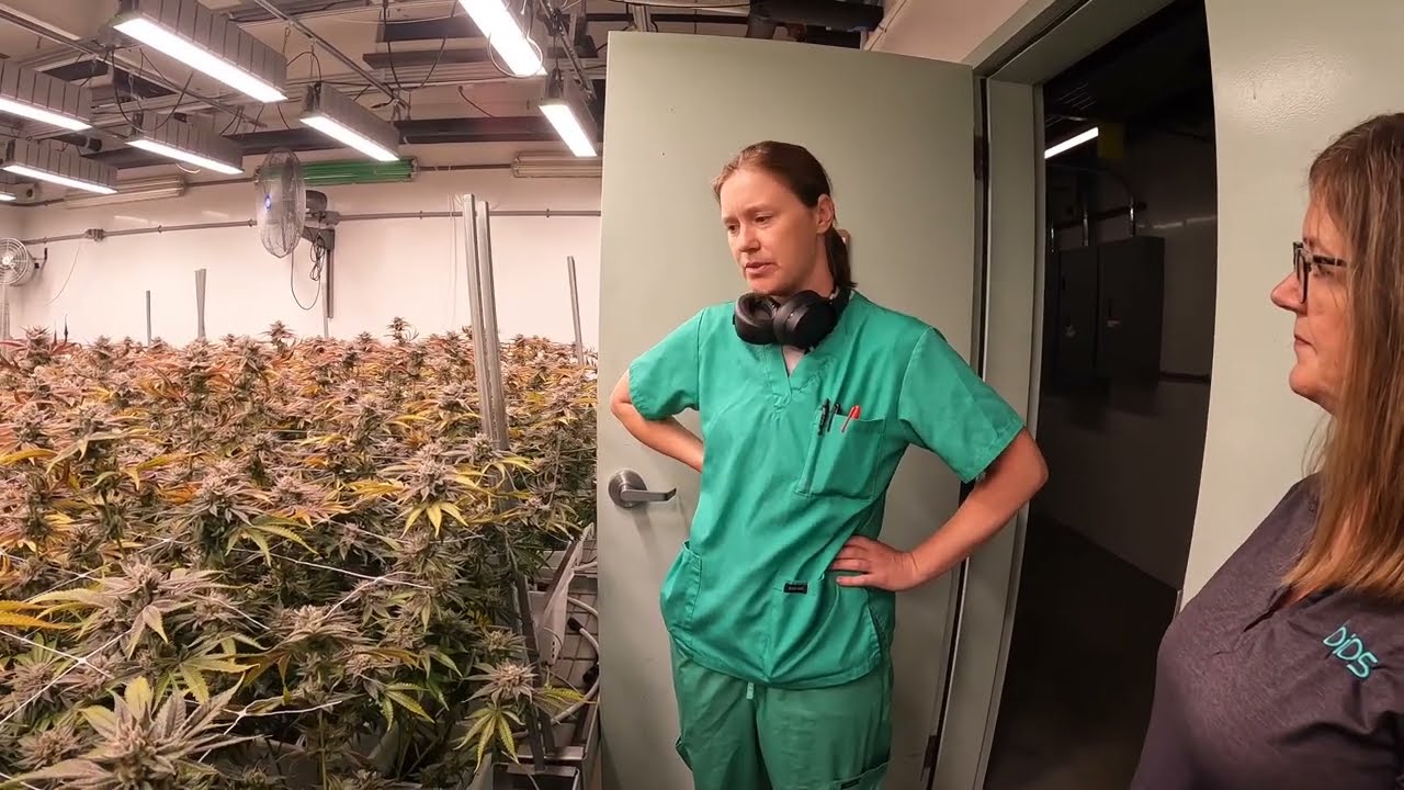 BIOS Lighting at Constellation Cannabis