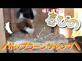 新しくお家をDIYして【一時避難】した所で大興奮のモンちゃんが可愛い過ぎた！