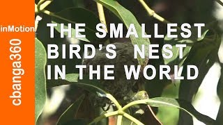 🔴 The SMALLEST Bird's NEST in the World screenshot 5
