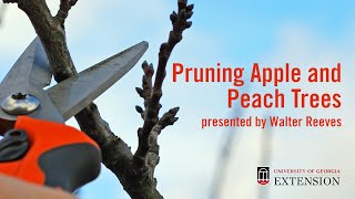 Pruning  Peach and Apple Trees with Walter Reeves