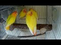 Lovebirds Keeps Breeding (Albs1)