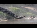 Great Migration, Serengeti, Tanzania