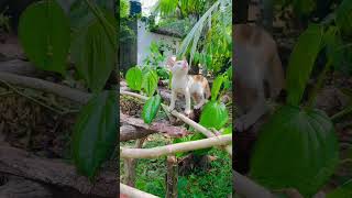 Pabasara ❤ The cuteness 💐 #cat #viral #fypシ #viralvideo #viralvideo #animals #funny