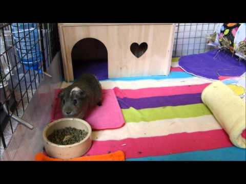 Can I Feed My Guinea Pig Hamster Food Can I Feed My Guinea Pig Hamster Food