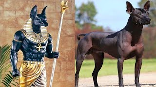 Top 10 Oldest Dog Breeds in the World