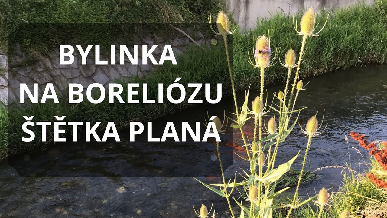 Bylinka na boreliózu - štětka planá
