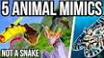 The Intriguing World of Animal Mimicry ile ilgili video